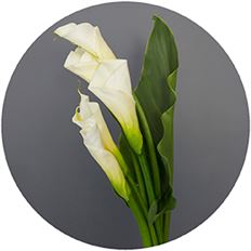 CALLA LILIES LARGE