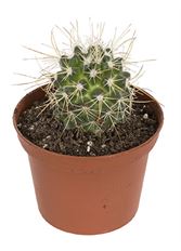 3" CACTUS IN CERAMIC