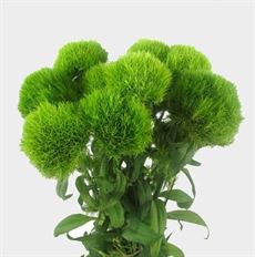 GREEN TRICK DIANTHUS