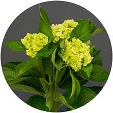 HYDRANGEA, MINI GREEN S.A.