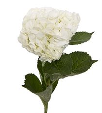 HYDRANGEA, WHITE S.A.