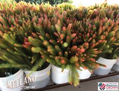  AUSTRALIAN PINE
