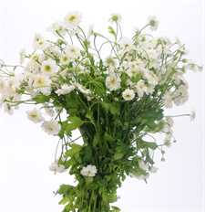FEVERFEW