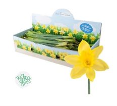DAFFODIL FIELD BOX-30