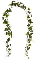 GARLAND IVY 6' VARIGATED