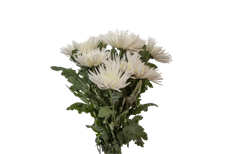 MUM FUJI SPIDER WHITE