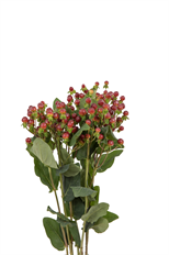 HYPERICUM BURGUNDY