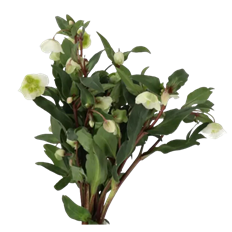 HELLEBORUS WHITE