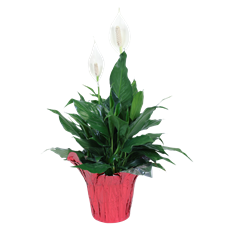 6" SPATHIPHYLLUM