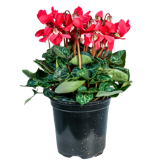 4.5" CYCLAMEN