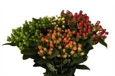 HYPERICUM ASSORTED