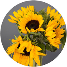SUNFLOWERS LARGE 5X BUNCHES