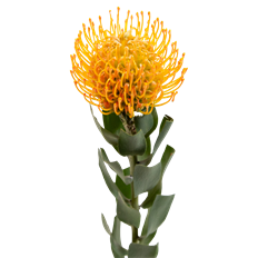 PROTEA PIN CUSHION ORANGE