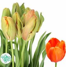 TULIP FRENCH ORANGE