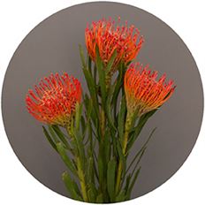 12-STEMS ORANGE PINCUSHION PROTEA