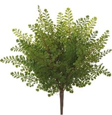 MAIDENHAIR BUSH 18" GREEN