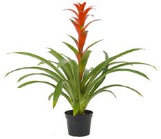 6" BROMELIAD