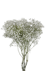 GYPSOPHILA OVERTIME